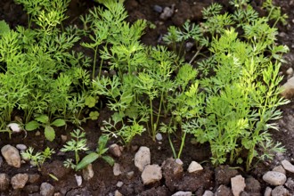 Carrot herb, carrot, garden carrot, carrot root, yellow turnip (Daucus carota subsp. sativus)