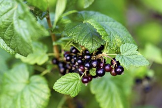 Black currants (Ribes nigrum), on a bush