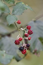 Colourful mix of ripe black and unripe red blackberries (Rubus), on a deciduous shrub, Switzerland