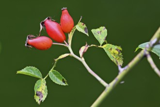 Red fruits of the rose hip (Rosa Rugosa), Switzerland