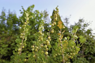 Fruit of the gooseberry (Ribes uva-crispa)
