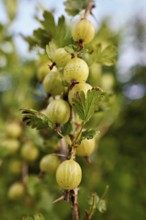 Fruit of the gooseberry (Ribes uva-crispa)