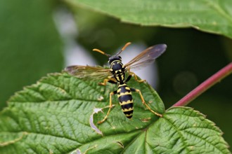House field wasp (Polistes dominula), taking off from a leaf, Switzerland