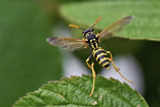 House field wasp (Polistes dominula), taking off from a leaf, Switzerland
