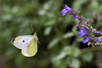 Small white (Pieris rapae), approaching the flower of catmint (Nepeta), Switzerland