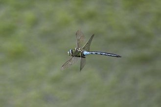 Large king dragonfly (Anax imperator), in flight, Switzerland
