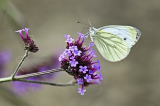 Cabbage butterfly (Pieris brassicae), on verbena flower (Verbenaceae), Switzerland