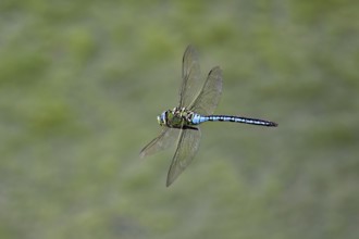 Large king dragonfly (Anax imperator), in flight, Switzerland