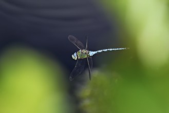 Large king dragonfly (Anax imperator), in flight, Switzerland
