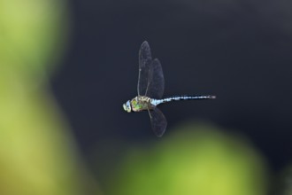 Large king dragonfly (Anax imperator), in flight, Switzerland