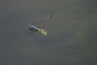 Large king dragonfly (Anax imperator), in flight, Switzerland