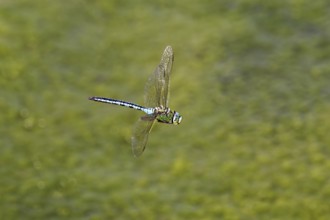 Large king dragonfly (Anax imperator), in flight, Switzerland