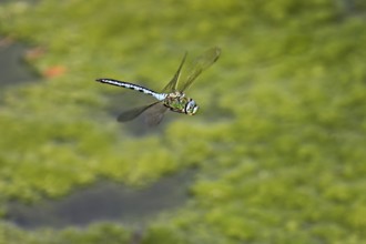 Emperor dragonfly (Anax imperator), in flight, Switzerlandq