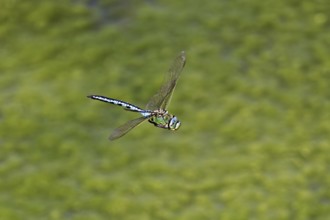 Large king dragonfly (Anax imperator), in flight, Switzerland