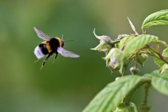 Large earth bumblebee (Bombus terrestris), approaching a flower, Switzerland