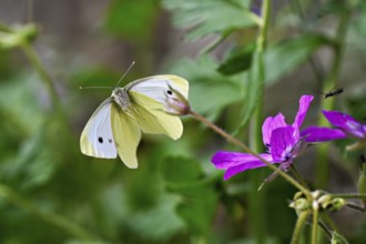 Small white (Pieris rapae), approaching a flower, Switzerland