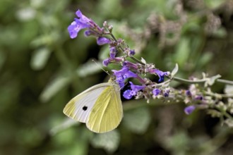 Small white (Pieris rapae), on the flower of catmint (Nepeta), Switzerland