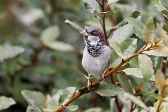 House sparrow (Passer domesticus), male, sitting on a branch, Switzerland
