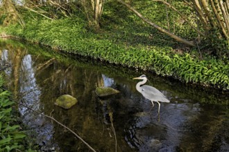 Grey heron (Ardea cinerea), standing in a stream, Canton Zug, Switzerland