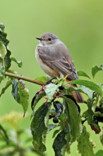 Black redstart (Phoenicurus ochruros), female on dogwood (Cornus sanguinea), sitting, Switzerland