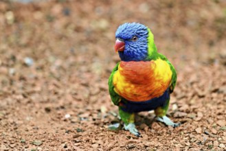Rainbow Lorikeet (Trichoglossus haematodus), captive, occurrence Australia