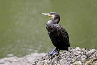 Cormorant (Phalacrocorax carbo), sitting on a rock, Switzerland
