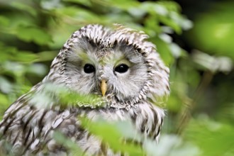 Ural owl (Strix uralensis), captive, Switzerland