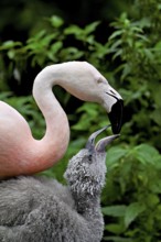 Chilean flamingos (Phoenicopterus chilensis), with juvenile, captive, Switzerland