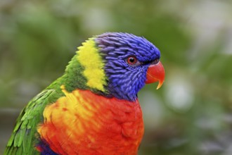 Rainbow Lorikeet (Trichoglossus haematodus), captive, occurrence Australia