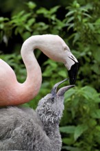 Chilean flamingos (Phoenicopterus chilensis), with juvenile, captive, Switzerland