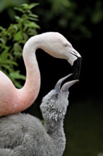 Chilean flamingos (Phoenicopterus chilensis), with juvenile, captive, Switzerland