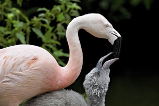 Chilean flamingos (Phoenicopterus chilensis), with juvenile, captive, Switzerland