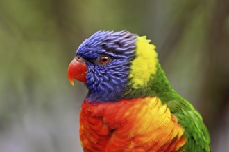 Rainbow Lorikeet (Trichoglossus haematodus), captive, occurrence Australia