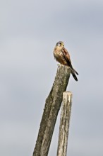 Kestrel (Falco tinnunculus), male sitting on a tree trunk, Switzerland