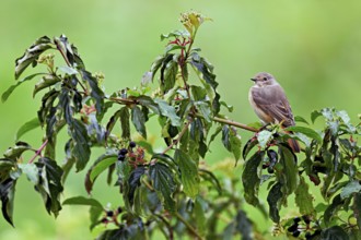 Black redstart (Phoenicurus ochruros), female on dogwood (Cornus sanguinea), sitting, Switzerland
