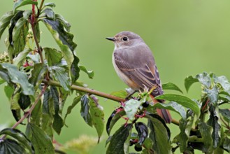Black redstart (Phoenicurus ochruros), female on dogwood (Cornus sanguinea), sitting, Switzerland