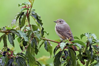 Black redstart (Phoenicurus ochruros), female on dogwood (Cornus sanguinea), sitting, Switzerland