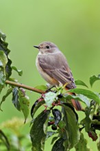 Black redstart (Phoenicurus ochruros), female on dogwood (Cornus sanguinea), sitting, Switzerland