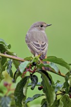 Black redstart (Phoenicurus ochruros), female on dogwood (Cornus sanguinea), sitting, Switzerland