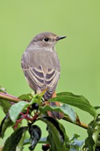 Black redstart (Phoenicurus ochruros), female on dogwood (Cornus sanguinea), sitting, Switzerland