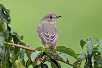 Black redstart (Phoenicurus ochruros), female on dogwood (Cornus sanguinea), sitting, Switzerland
