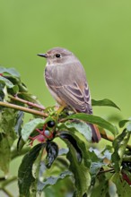 Black redstart (Phoenicurus ochruros), female on dogwood (Cornus sanguinea), sitting, Switzerland