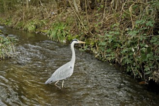 Grey heron (Ardea cinerea), standing in a stream, Canton Zug, Switzerland