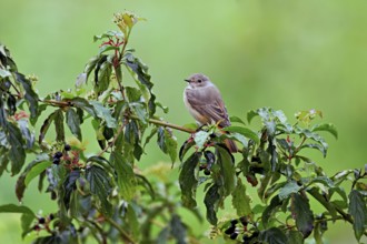 Black redstart (Phoenicurus ochruros), female on dogwood (Cornus sanguinea), sitting, Switzerland