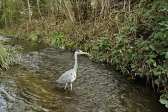 Grey heron (Ardea cinerea), standing in a stream, Canton Zug, Switzerland