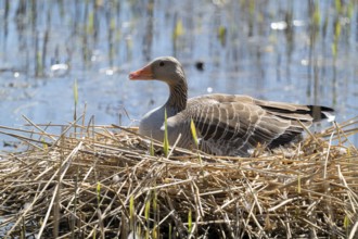 Greylag goose (Anser anser) sitting on the nest and breeding, blue water, Lower Saxony, Germany