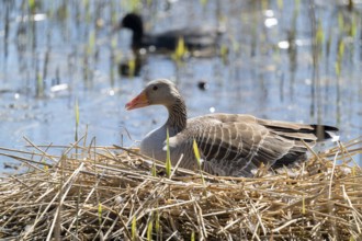 Greylag goose (Anser anser) sitting on the nest and breeding, blue water, Lower Saxony, Germany