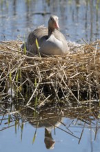 Greylag goose (Anser anser) sitting on the nest and breeding, blue water, Lower Saxony, Germany