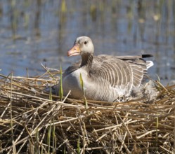 Greylag goose (Anser anser) sitting on the nest and breeding, Lower Saxony, Germany