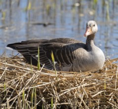 Greylag goose (Anser anser) sitting on the nest and breeding, blue water, Lower Saxony, Germany